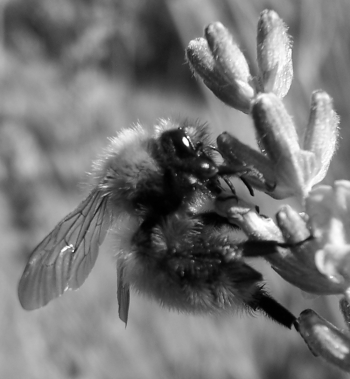 Picture of a bee